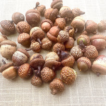 Load image into Gallery viewer, Raw acorn nuts.  Unglued natural acorns and caps. Thanksgiving cooking, Autumn decoration, Squirrel Food. CVAG
