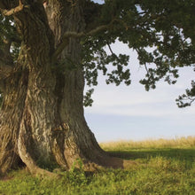 Load and play video in Gallery viewer, Teal Apatite Fairie Earrings w/ Acorn Caps in Silver
