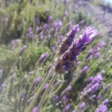 Load image into Gallery viewer, Lavender &amp; Sage Incense Smudge Stick - Coral and Vine Co
