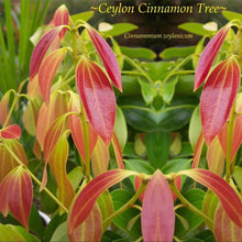 Load image into Gallery viewer, Orange, Cinnamon &amp; Sage Incense Smudge Stick - Coral and Vine Co
